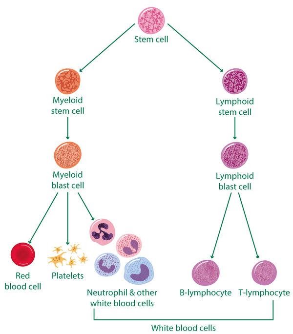 What Is Acute Lymphoblastic Leukaemia Prevent All